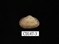 藏品(鳥蛤)的圖片